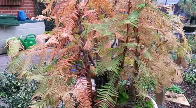 Indian Summer im Bonsaigarten