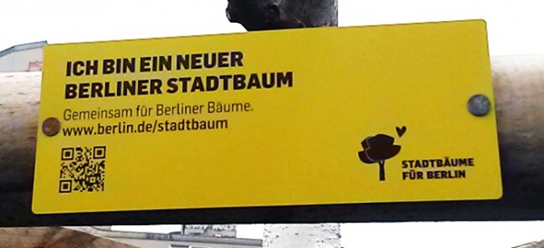 Bild des Tages – Stadtbaum