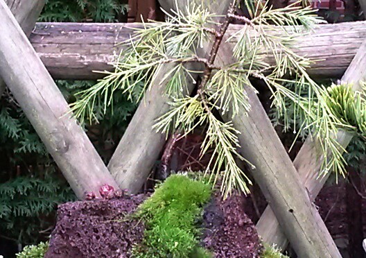 Pilotprojekt Bonsai auf Lavastein