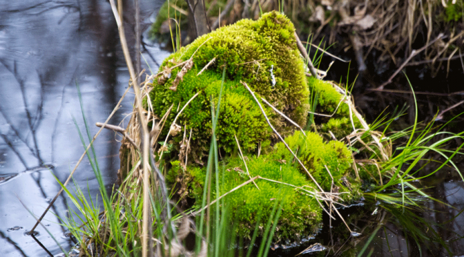 Frühlingswanderung „Krumme Laake“