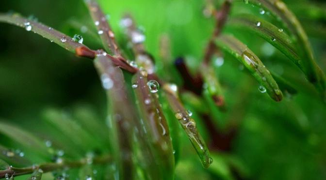 Nach dem großen Regen