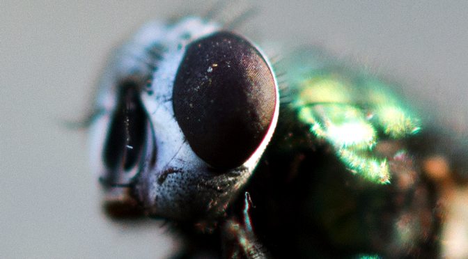 Foto des Tages – die Fliege