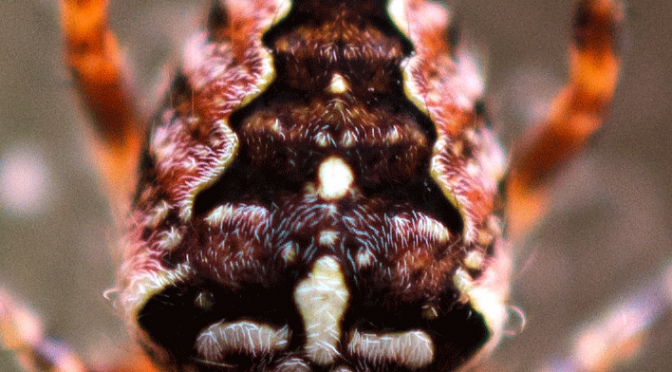 Foto des Tages – die Spinne