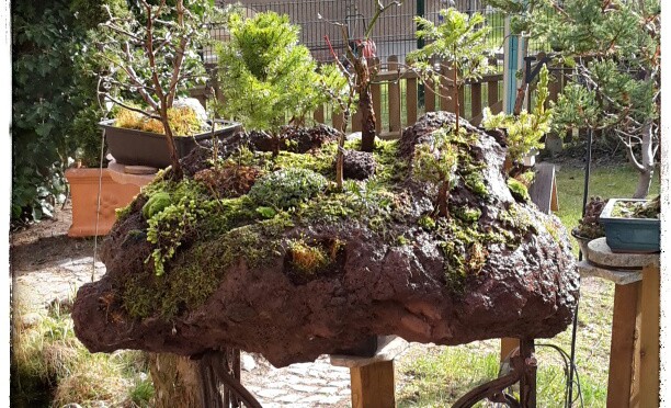 Bonsaigarten auf Lavastein