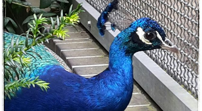 Pfaueninsel