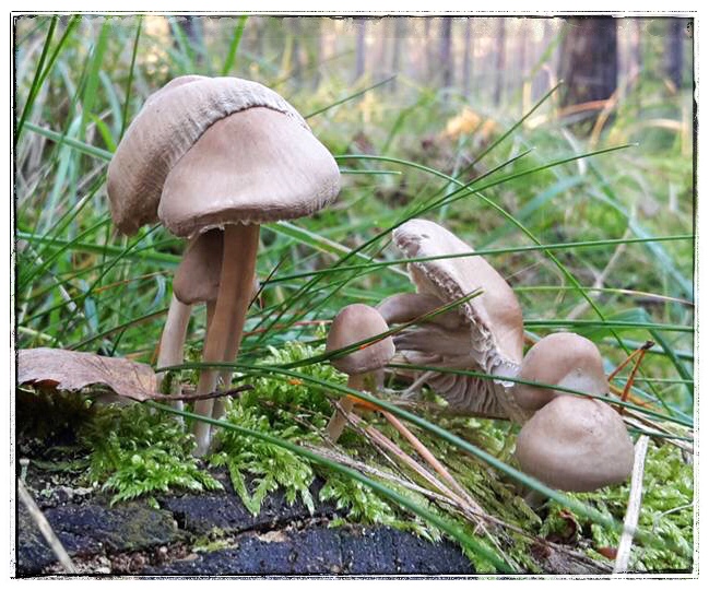Pilzsaison