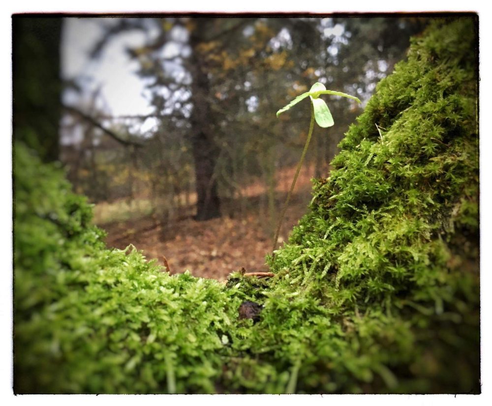 Bild des Tages – Baumgrün im Herbst