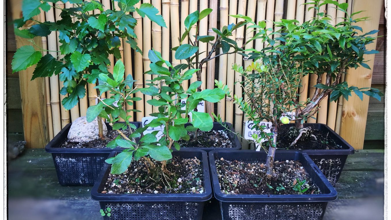 Beerenbande trifft Bonsai