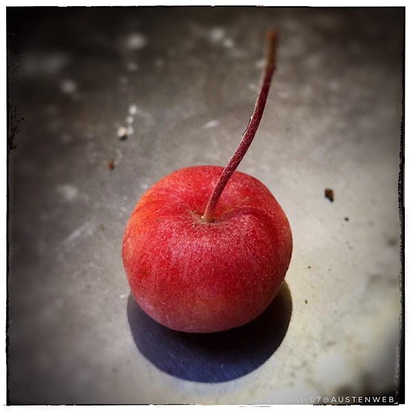 Bild des Tages – blattlos