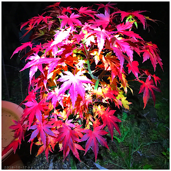 Bilder des Monats – Oktober 2019