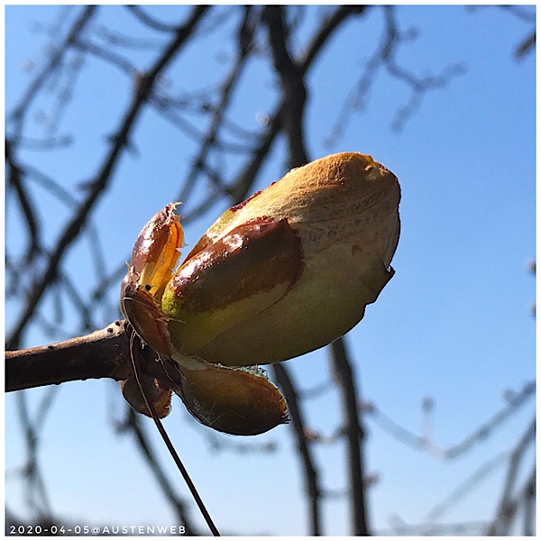 Bild des Tages – es knospet
