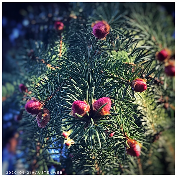 Bilder des Monats – April 2020