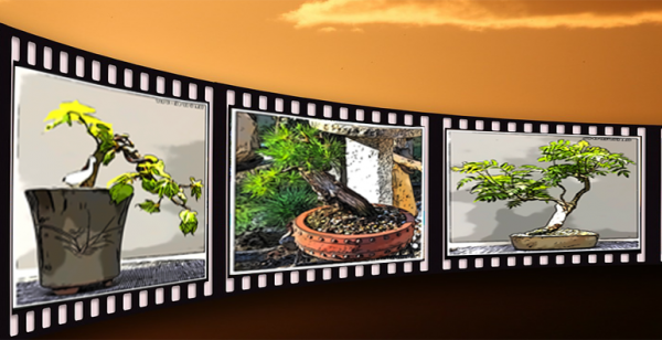 Bonsai-Videos