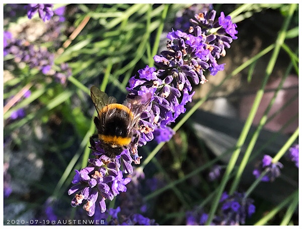 Hummeln im Lavendel