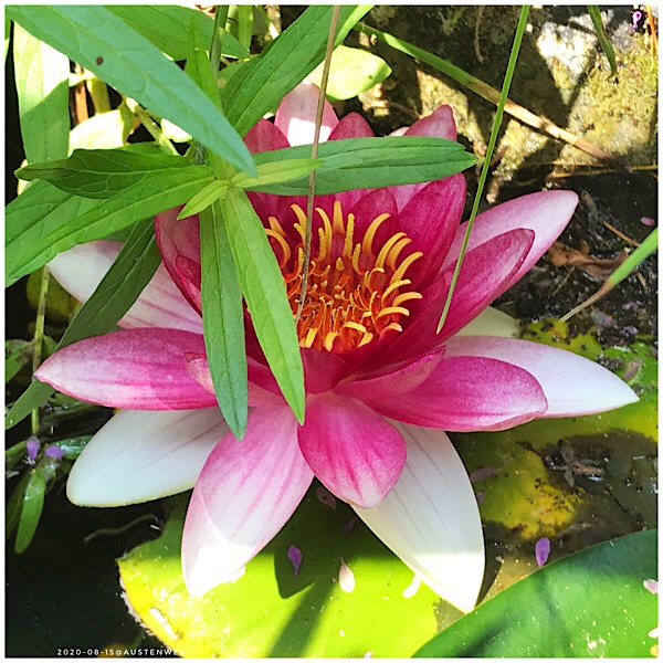 Bilder des Monats – August 2020