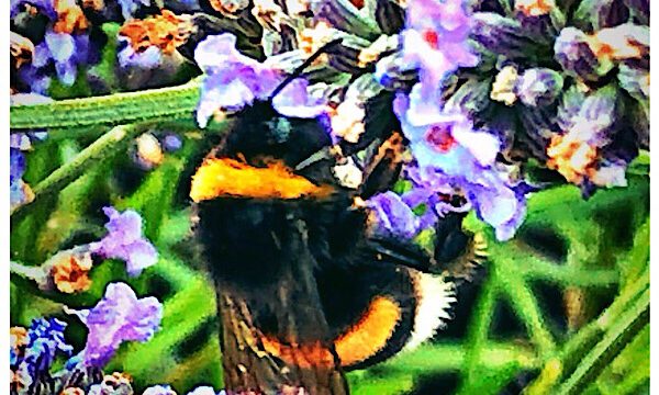 Hummeln im Lavendel