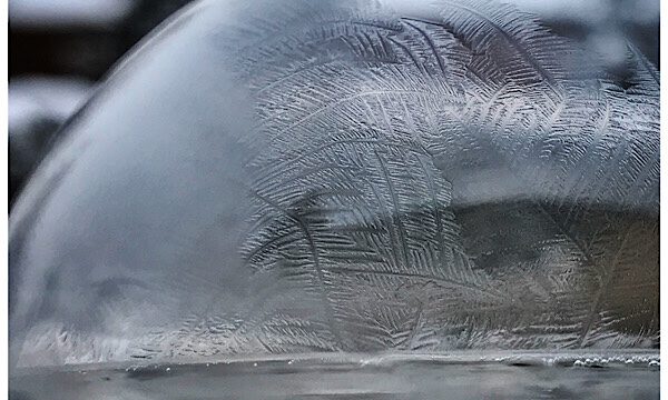 Besondere winterliche Gäste