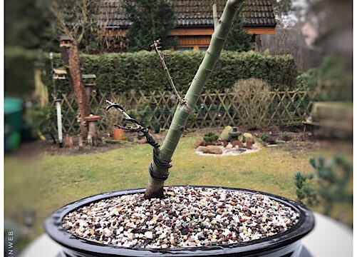 Bonsaisteckbrief Ahorn ‚Shishigashira‘