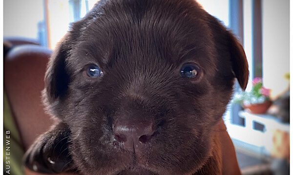 Bild(er) des Tages – blue Eyes