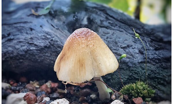 Bild(er) des Tages – Herr Ober, bitte ein Pilz
