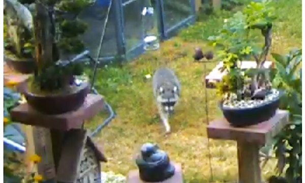 Morgentlicher Besuch