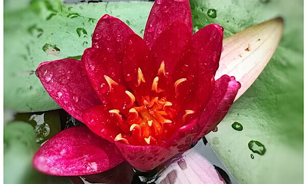 Bild(er) der Tages. – Du wolle Seerose kaufen