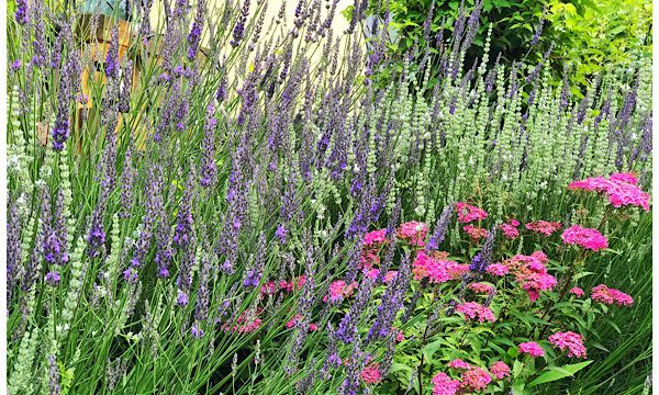Flug durch den Lavendel