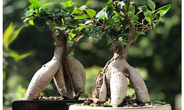 Bonsaisteckbrief Ficus Ginseng