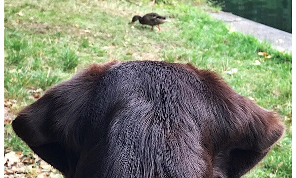 Coopers Sunday Morning Call