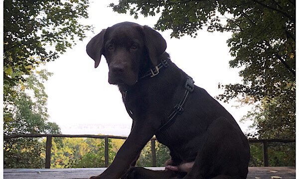 Cooper in den Bergen