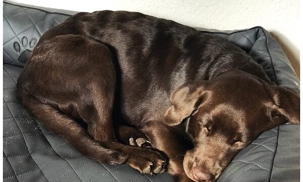 Coopers kleine Sonntagsgeschichte