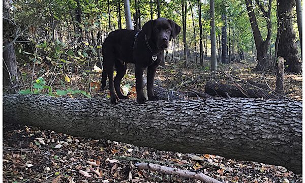 Cooper’s heutiger Herbstspaziergang
