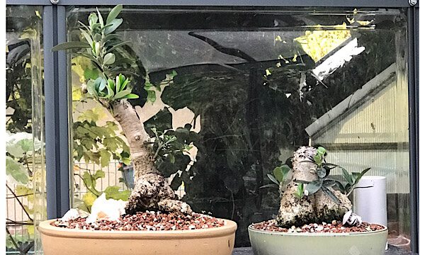 Der herbstaktive Bonsai-Nerd