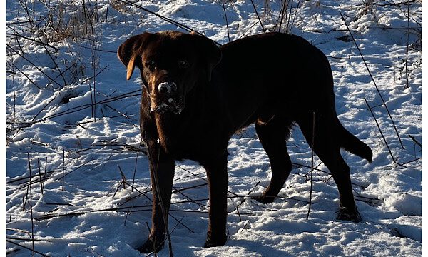 Coopers Monatsblog Januar 2022