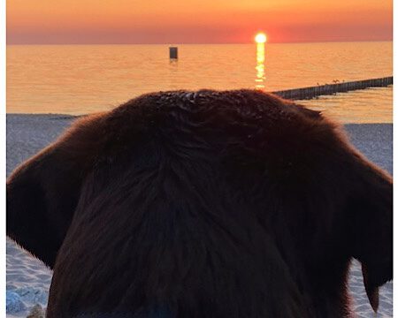 Wenn das Pferd tot ist: Die Weisheit hinter dem Ende des Cooperblogs