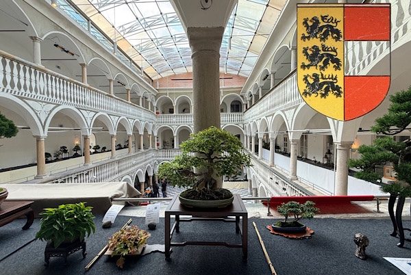 Ein Bonsai-Wochenende in St. Veit (Kärnten)